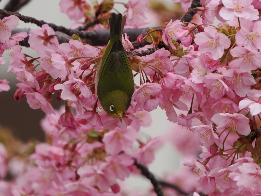 河津桜とメジロ３