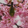 河津桜とメジロ３