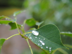 水玉