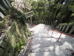 春の愛宕神社