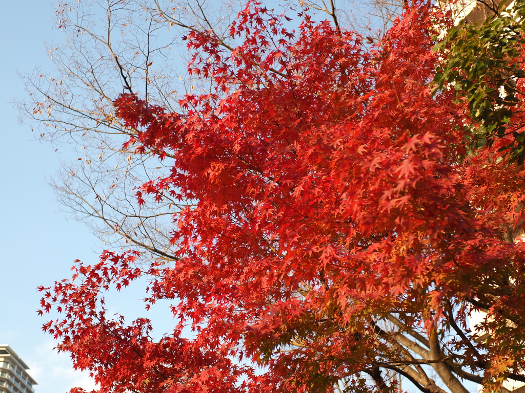 紅葉も終わりかな