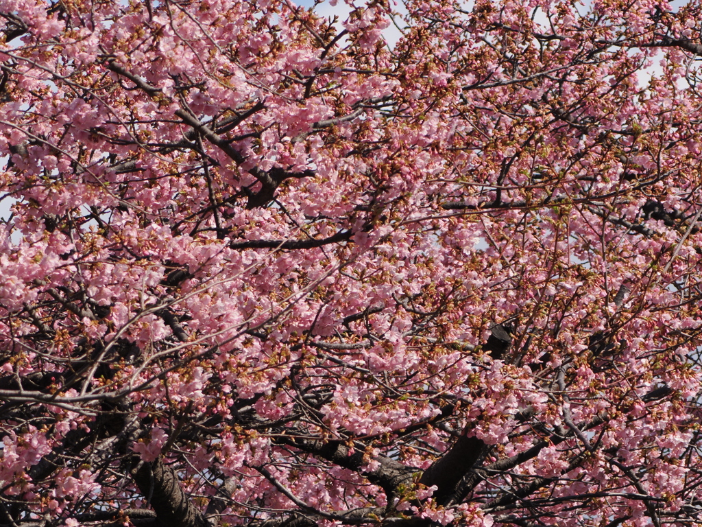 河津桜