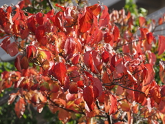 ハナミズキの紅