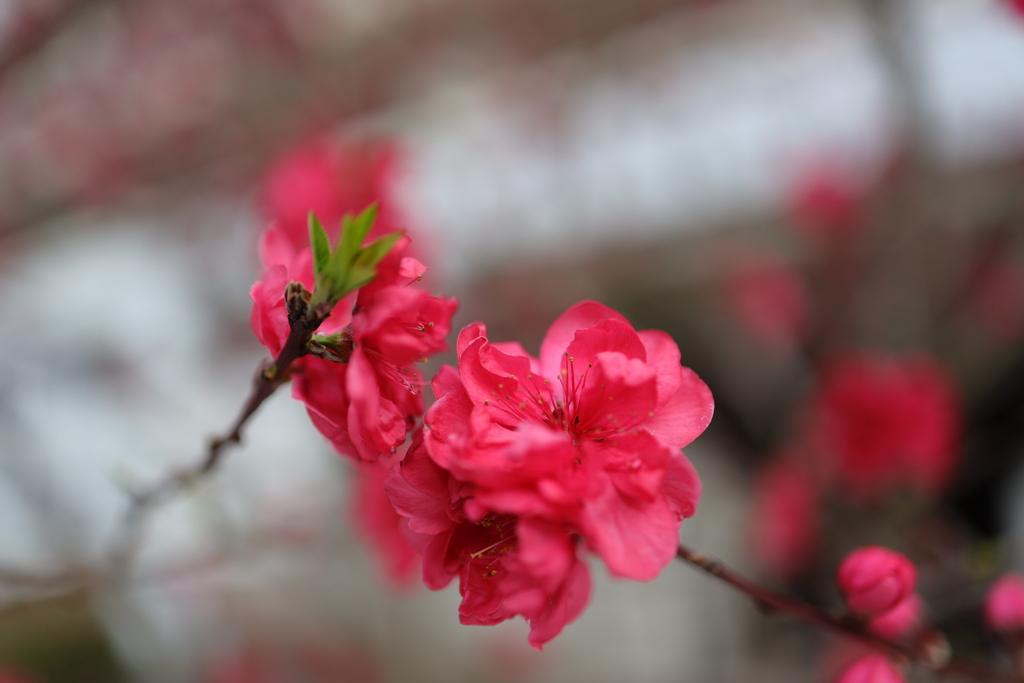 花桃
