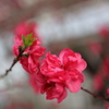 花桃
