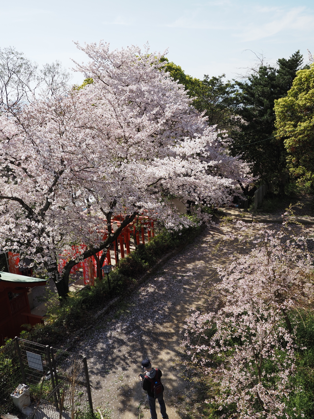 愛宕さんの桜