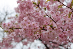 河津桜