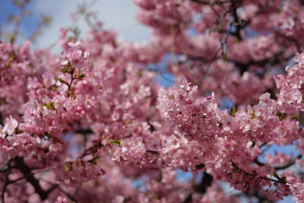 福岡愛宕の河津桜