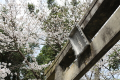 鷲尾愛宕神社の桜
