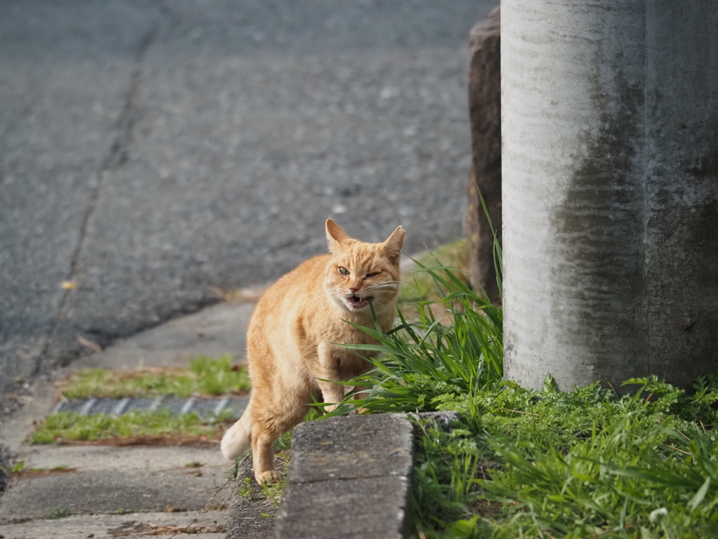 草を食べる猫