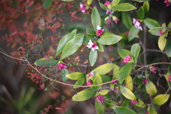 沈丁花