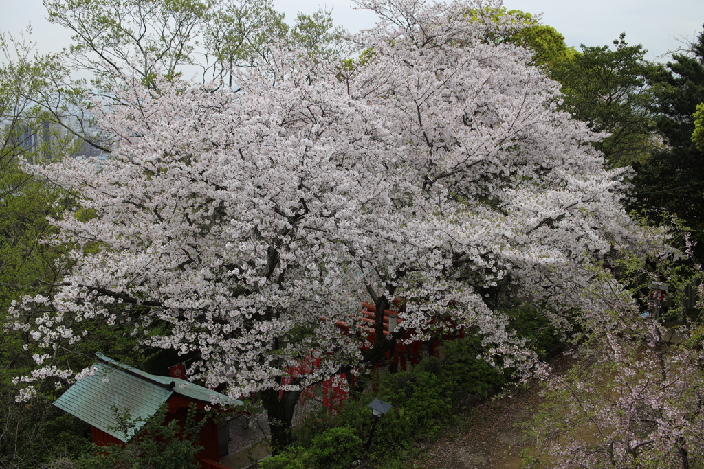 2024春の鷲尾愛宕神社