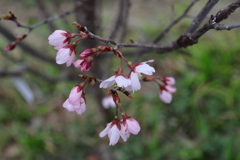 啓翁桜