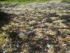 桜の花びらの絨毯