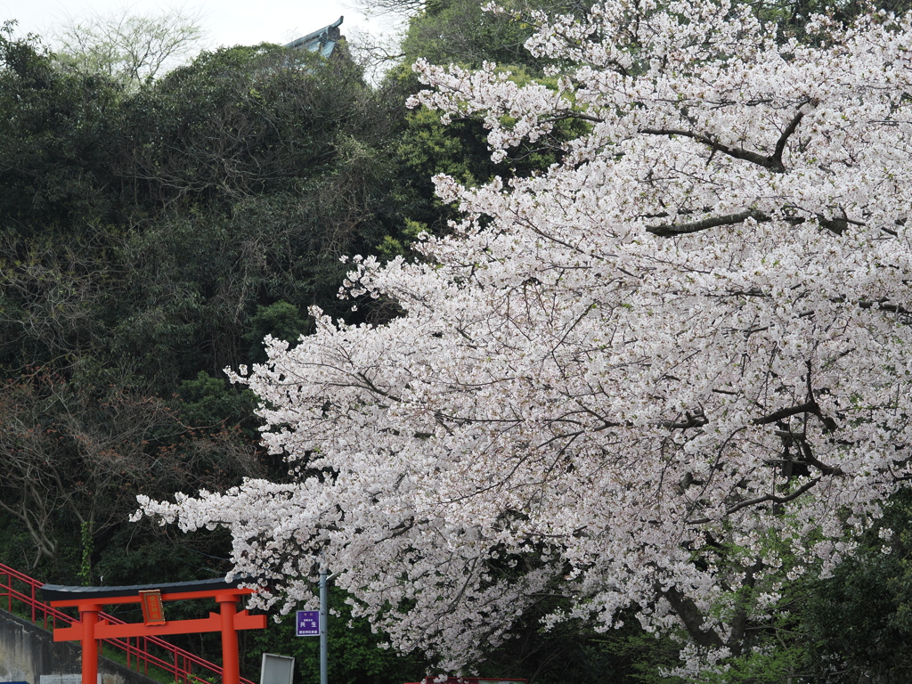 2024春の鷲尾愛宕神社