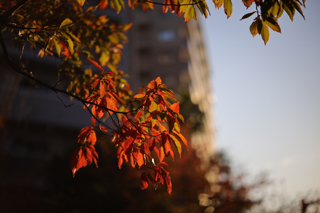 紅葉
