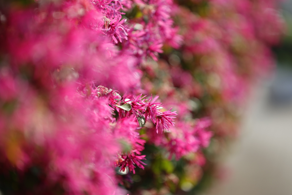 アカバナトキワマンサク