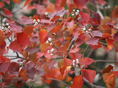 ナンキンハゼの赤