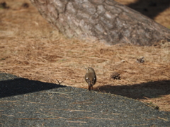 ジョウビタキ♀