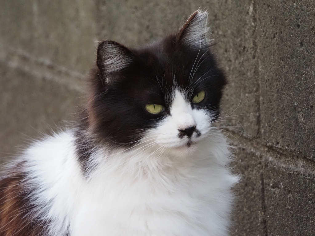 ねこ