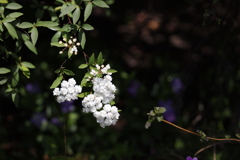 コデマリ（八重）