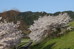 基山の桜