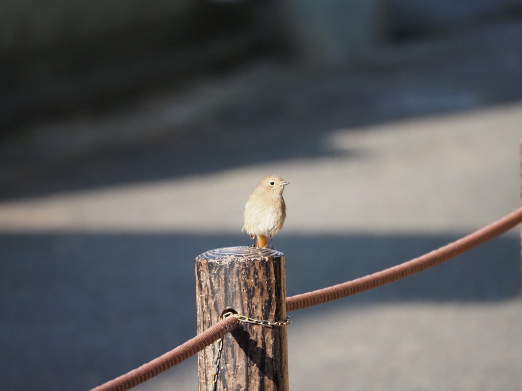 ジョウビタキ♀