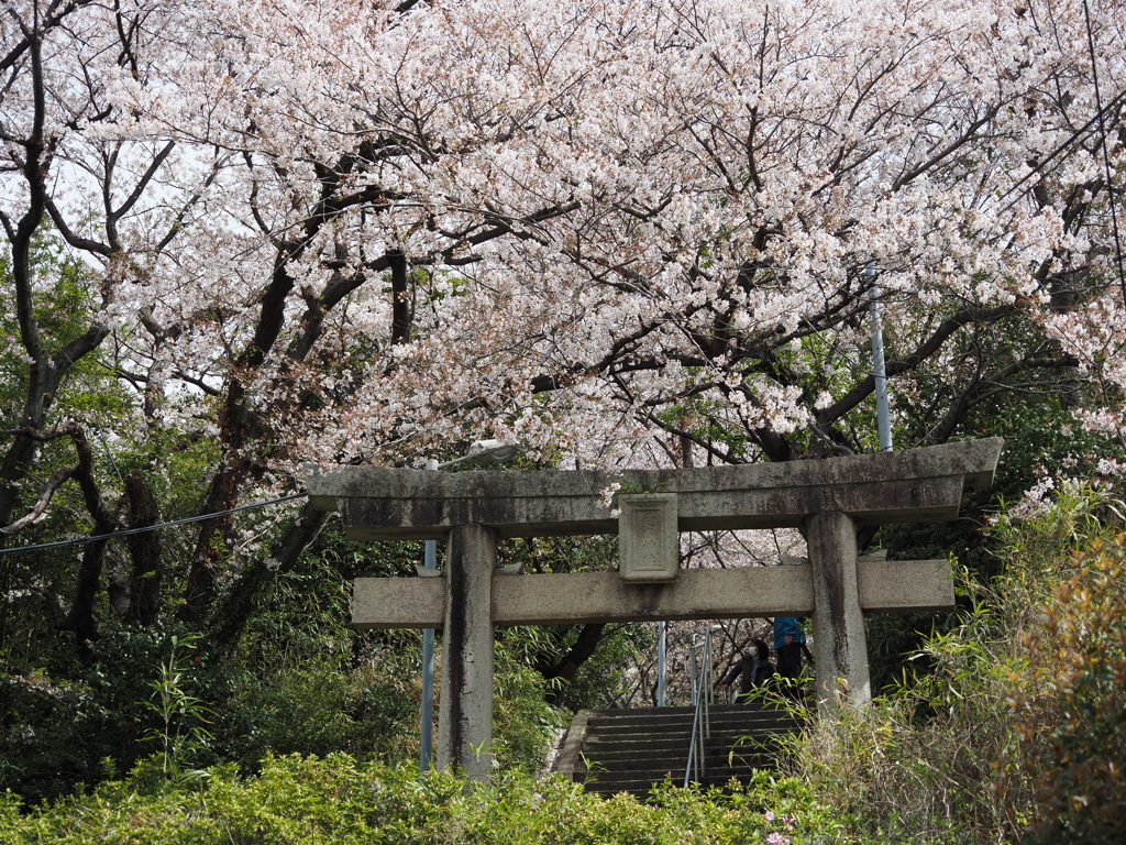 春の愛宕神社