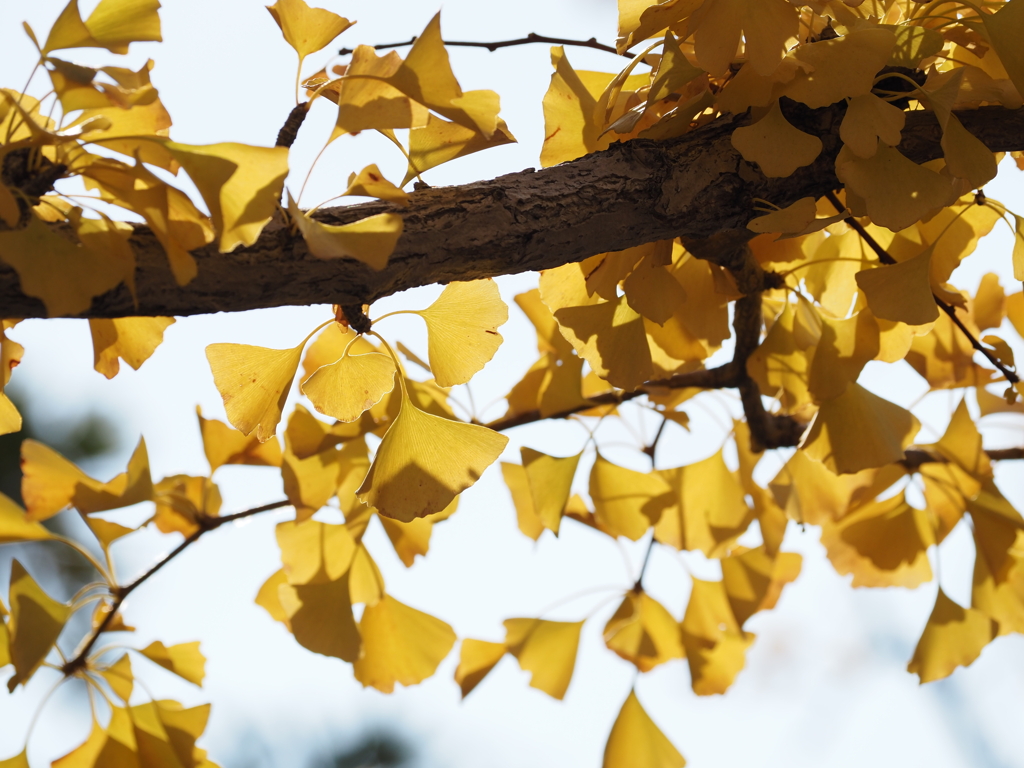 銀杏の黄