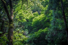 山中のとある風景