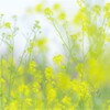 菜の花
