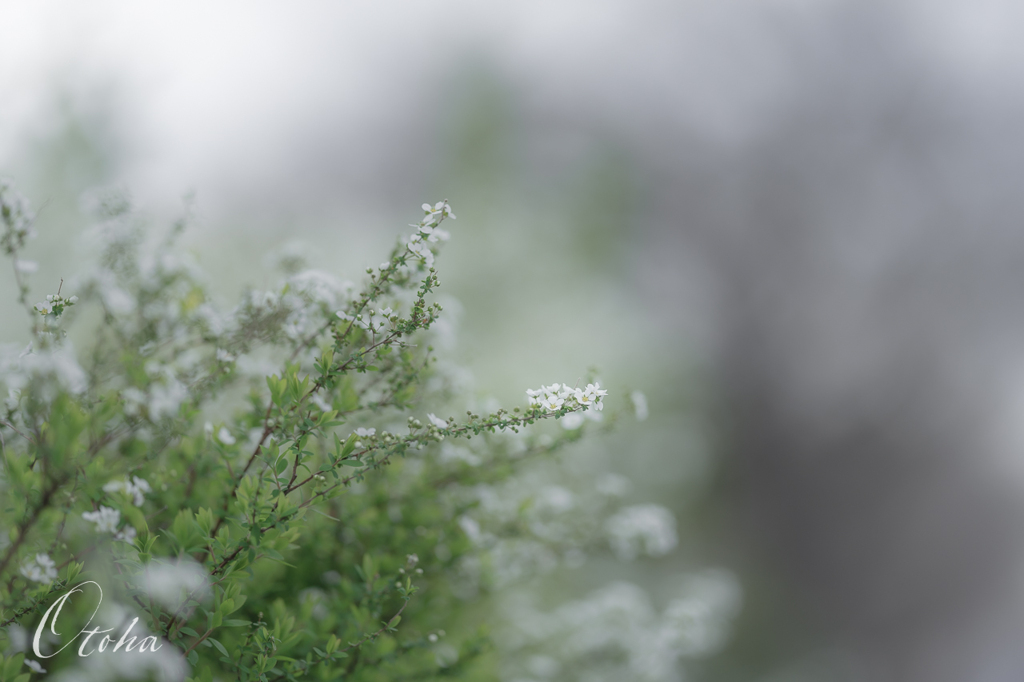 淡雪のように・・・。