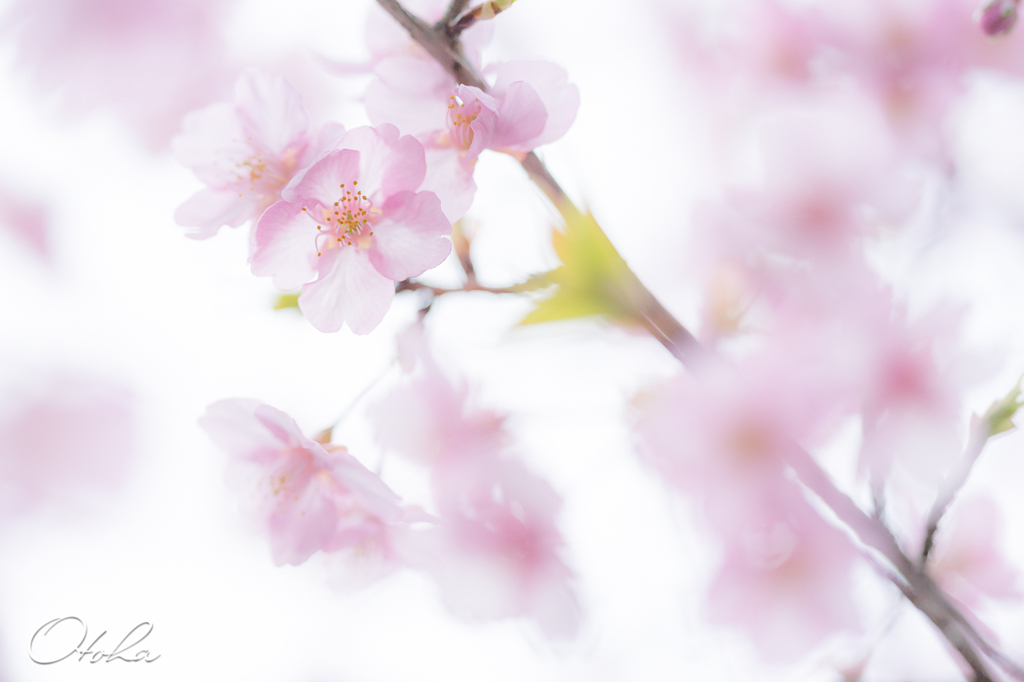 河津桜