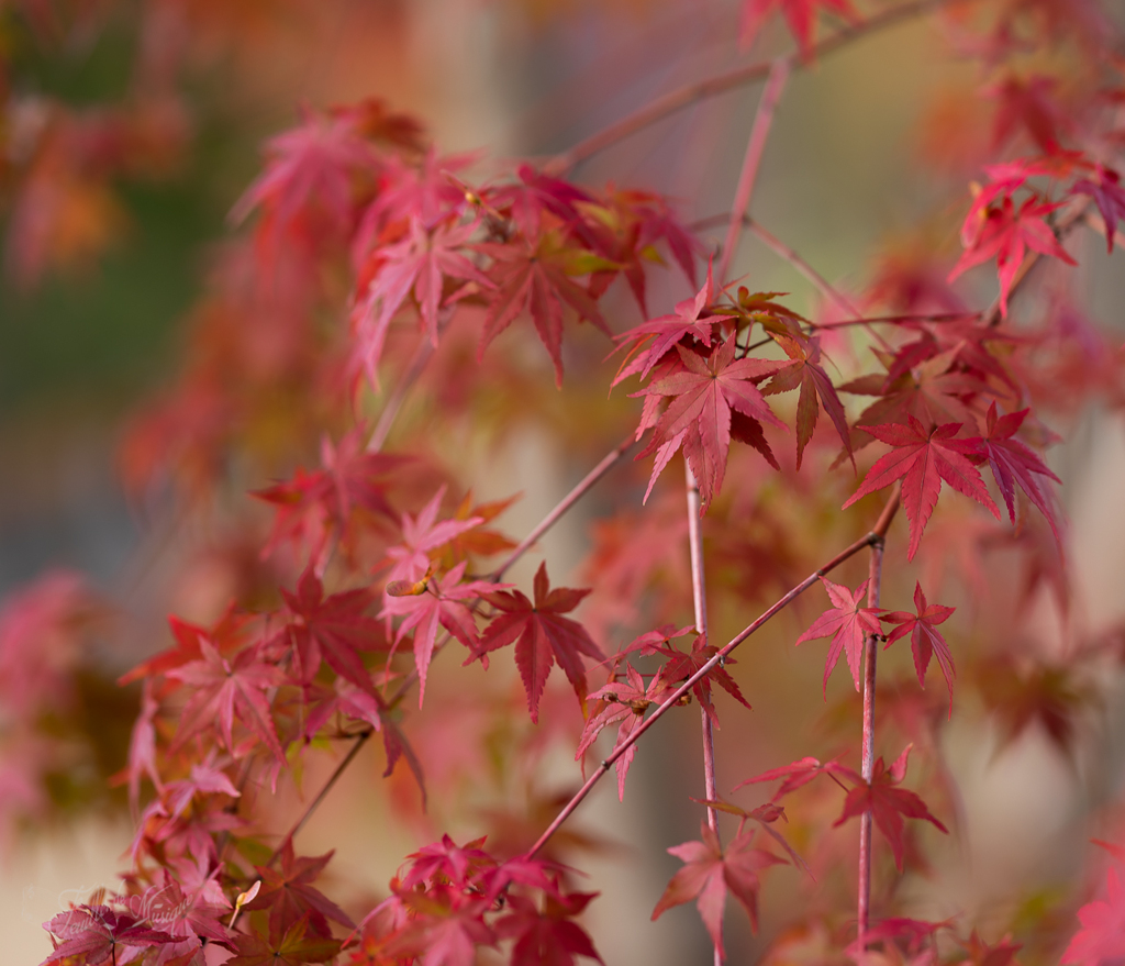 紅葉