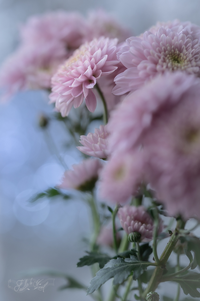 菊