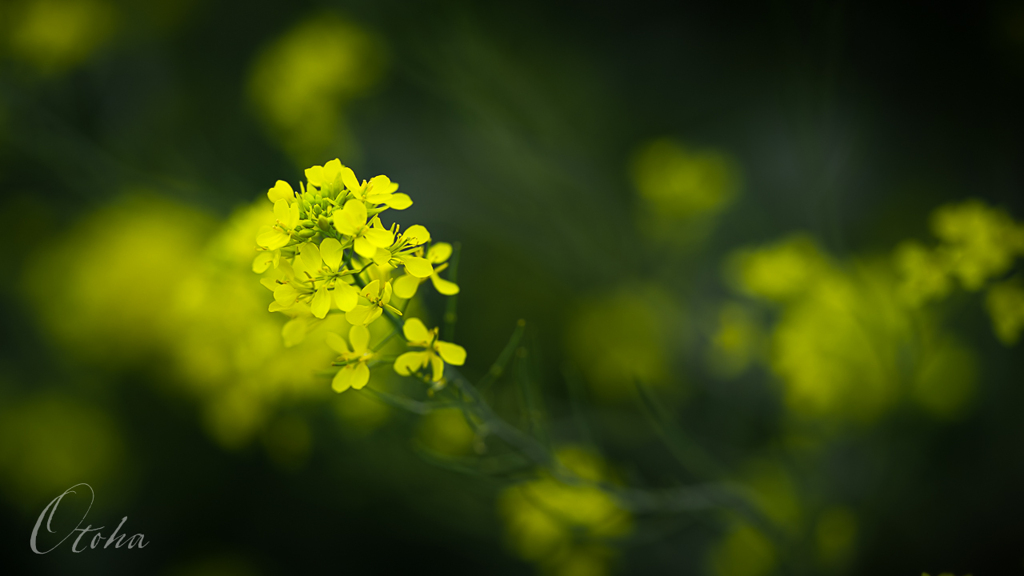 菜の花幻想曲