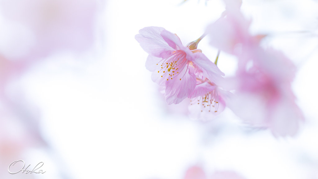 河津桜