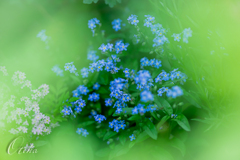 Forget-me-not blue...