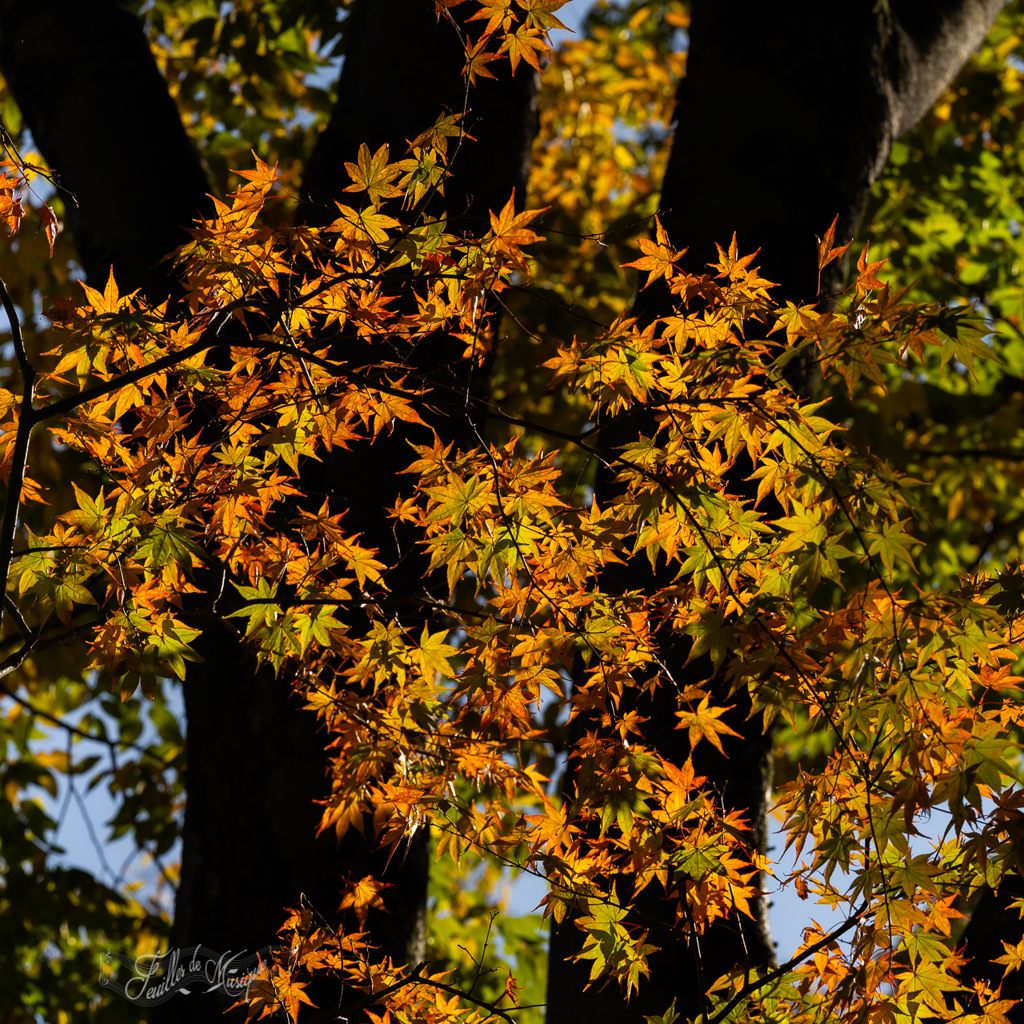 紅葉