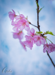 河津桜