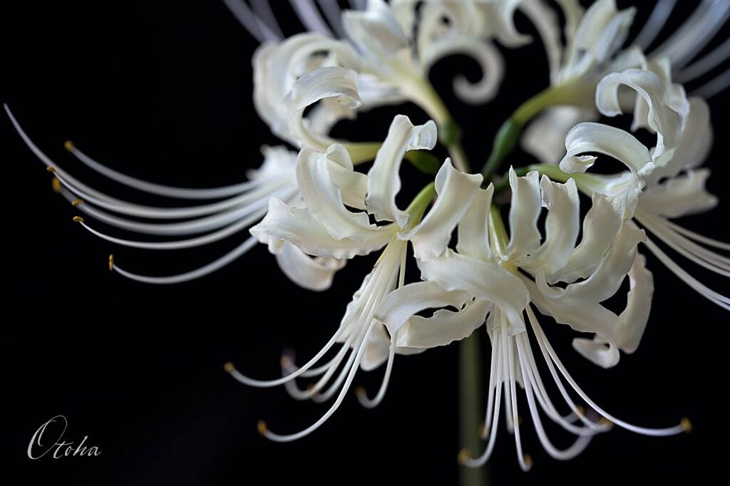 白花曼殊沙華