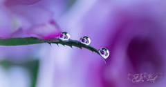 薔薇