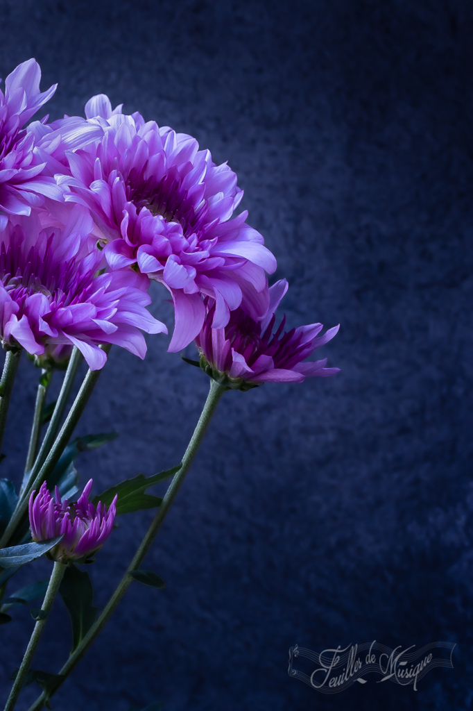 菊