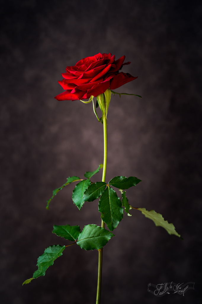 薔薇