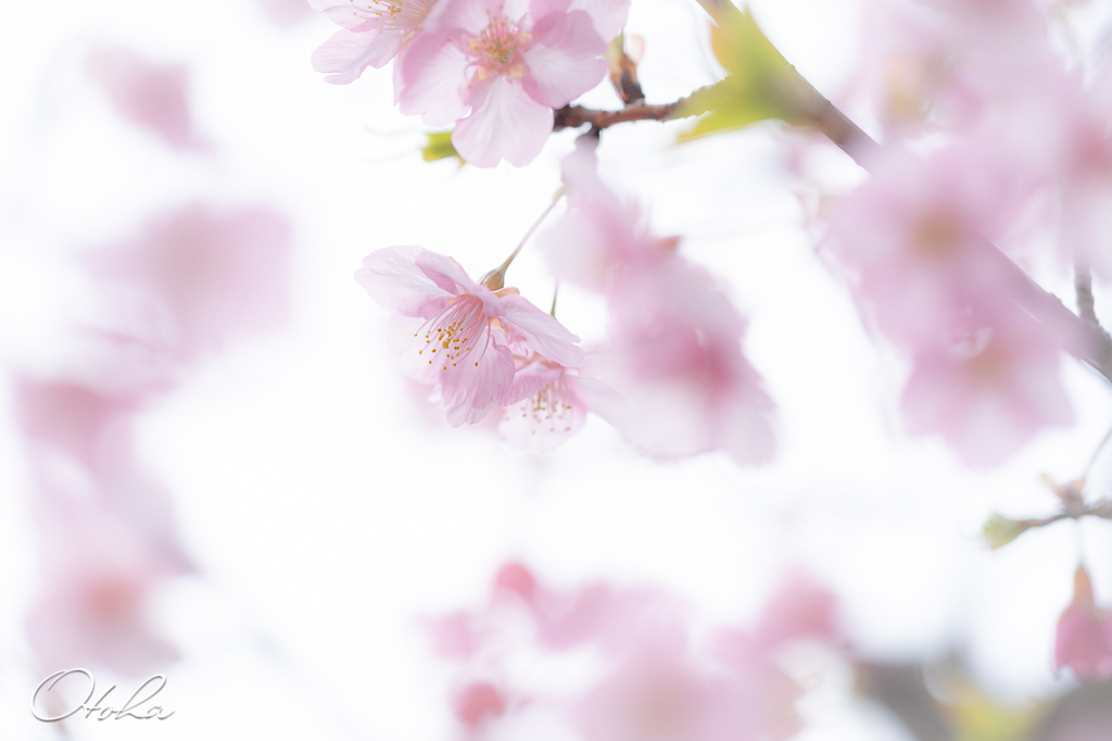 河津桜