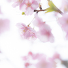 河津桜