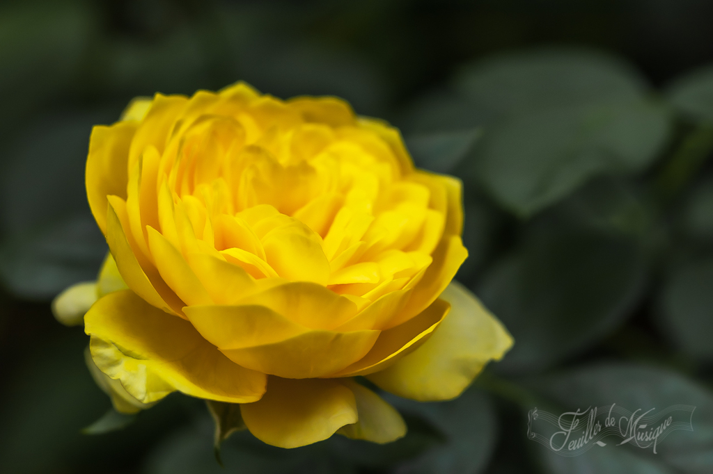 薔薇