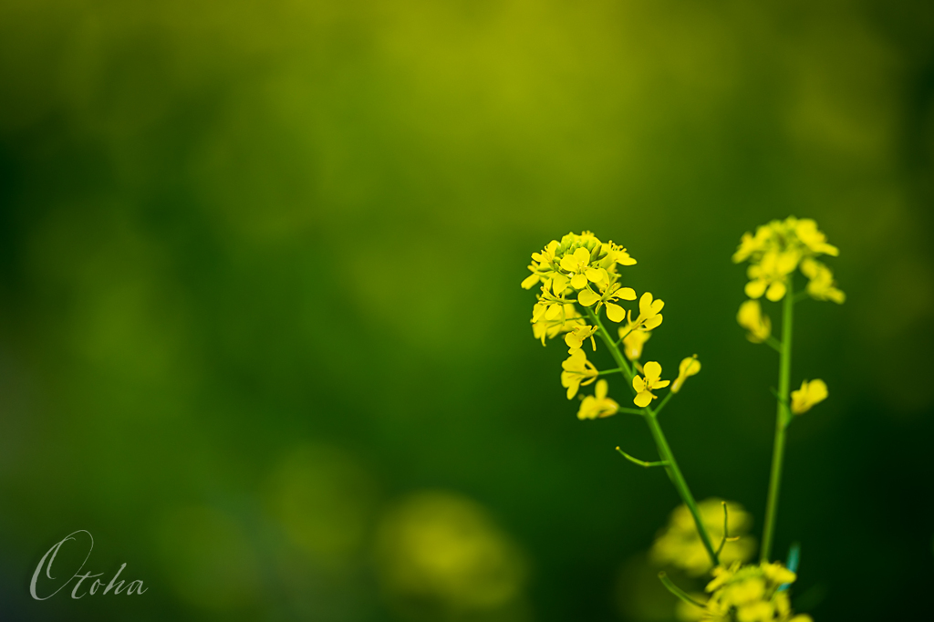 菜の花