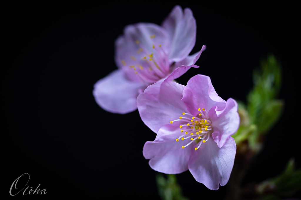 河津桜