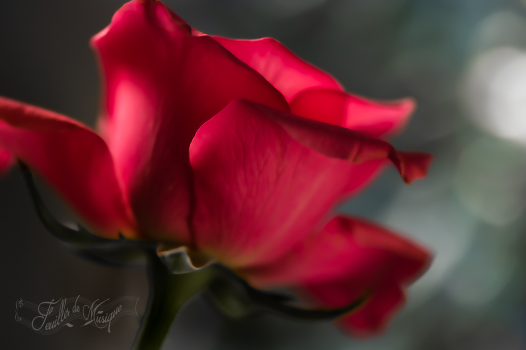 薔薇